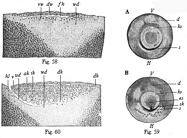 Fig.58. Vertical section of the
bastula of a hen. Fig. 59. The germinal disk of the hen’s ovum at the beginning
of gastrulation. Fig. 60. Longitudinal section of the germinal disk of a
siskin.