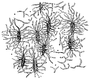 Fig.6 Nine
star-shaped bone cells.