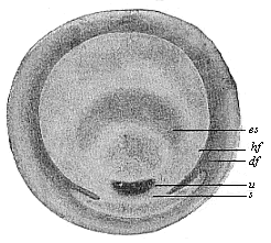 Fig.62. Germinal disk
of the lizard.