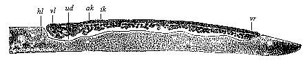 Longitudinal section of the discoid gastrula of the nightingale.