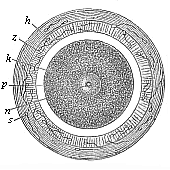 Stem-cell of the mammal ovum (from the rabbit).