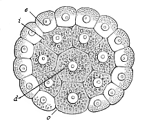 Gastrula of the placental mammal (epigastrula from the rabbit), longitudinal section through the axis.