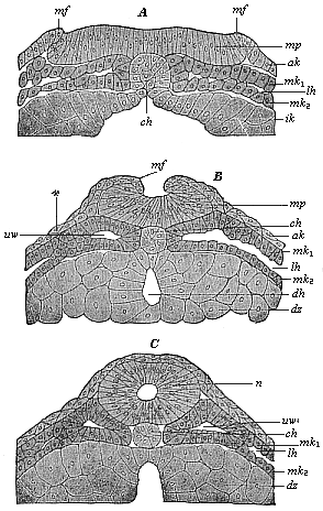 Vertical section of the dorsal part of three triton-embryos.