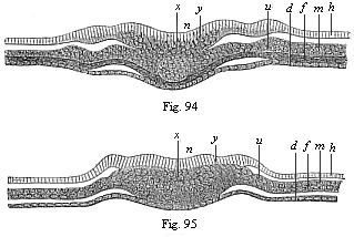 Transverse section of the primitive streak (primitive mouth) of the chick.