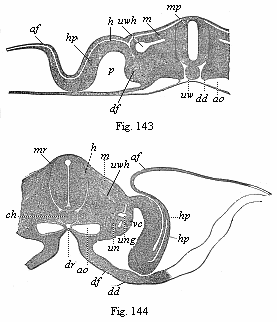 Transverse sections of embryos (of chicks).