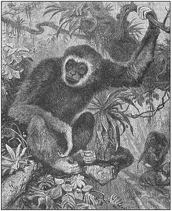 Lar or white-handed gibbon (Hylobates lar or albimanus), from the Indian mainland.